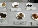 毒キノコに注意喚起