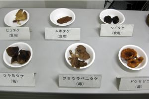 毒キノコに注意喚起