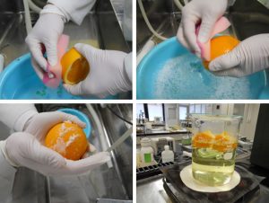 オレンジの皮の防かび剤除去テスト