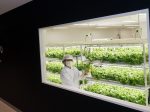 西友上福岡店の植物工場