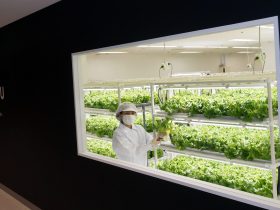 西友上福岡店の植物工場